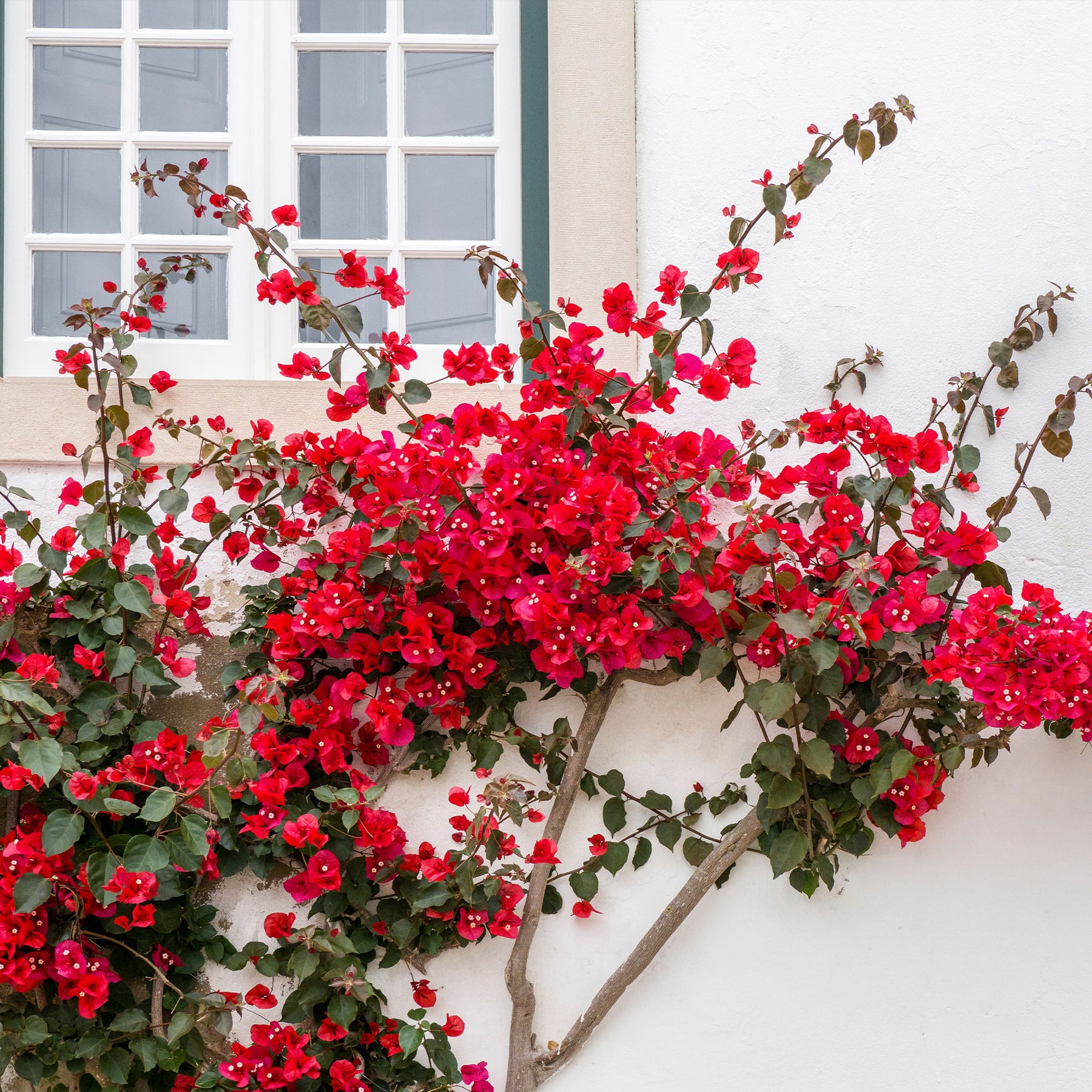 Bougainville - rood - Willemse