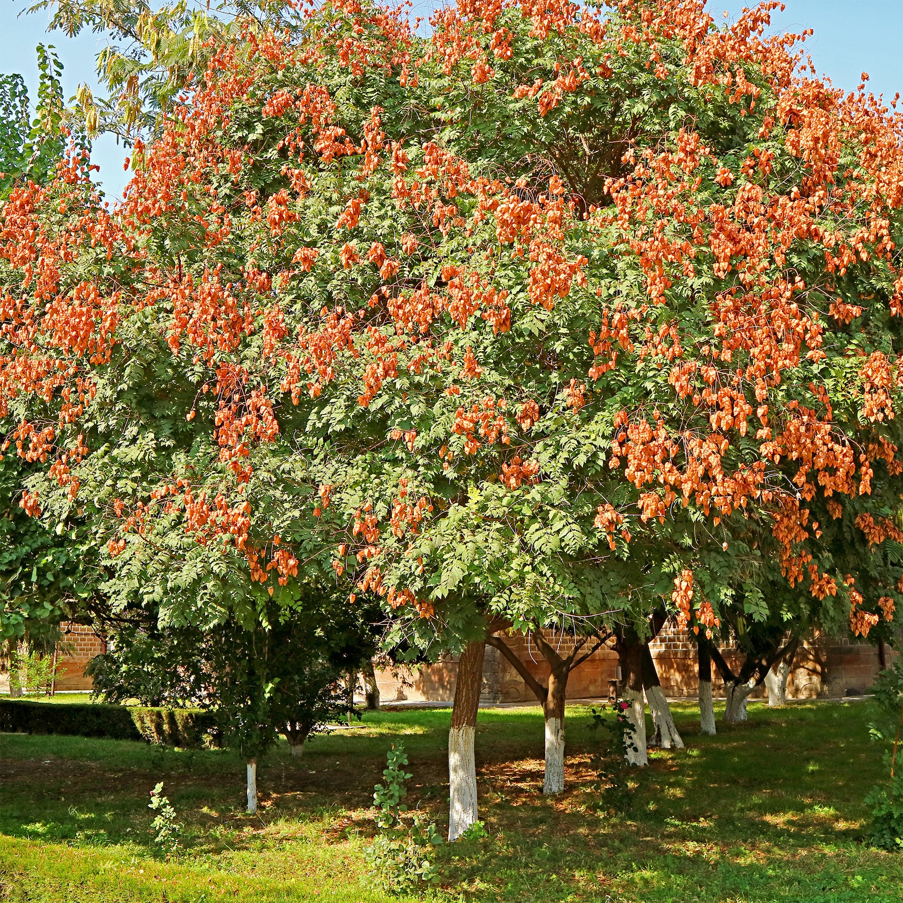 Bomen - Lampionboom - Koelreuteria paniculata