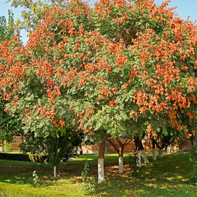 Bomen - Lampionboom - Koelreuteria paniculata