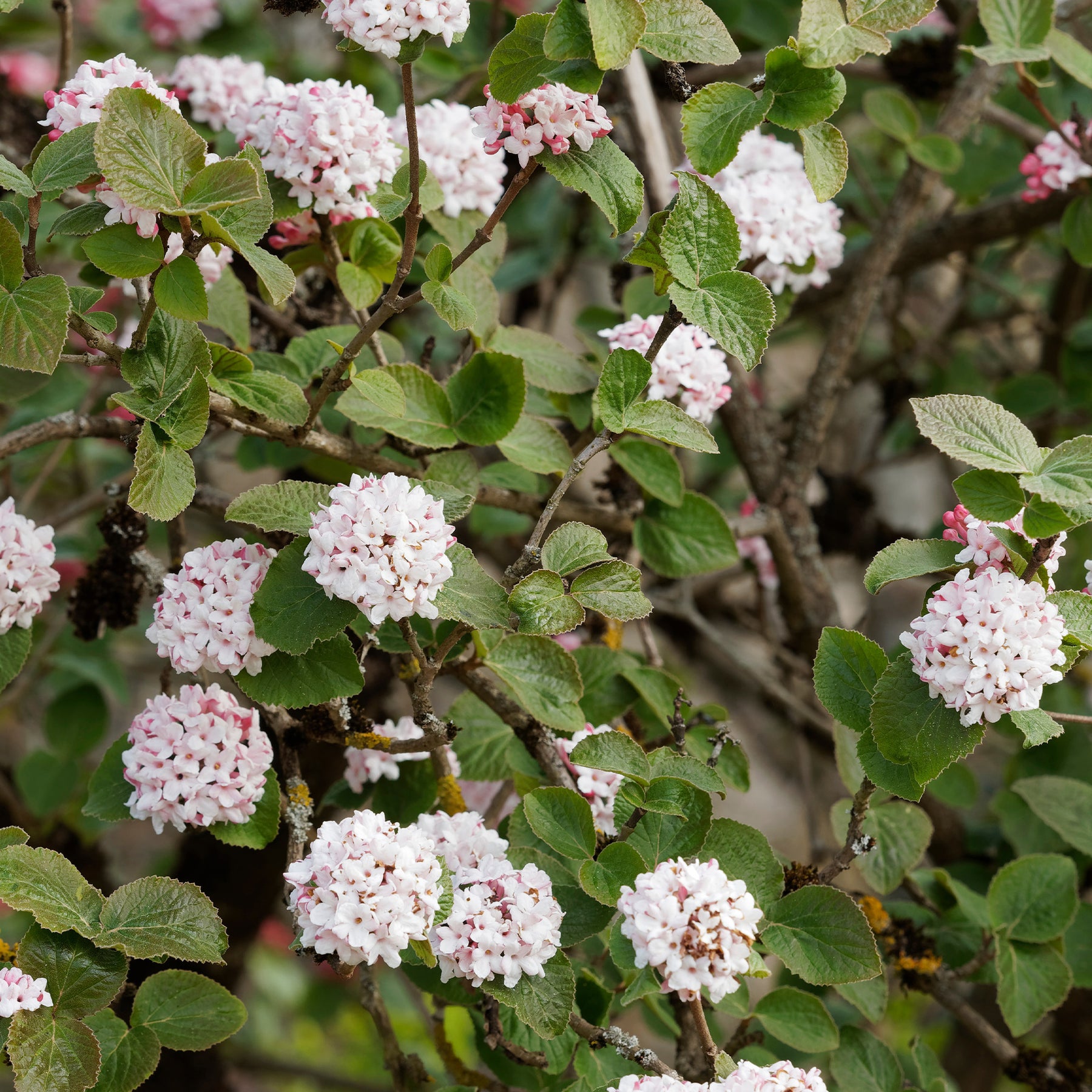Geurende sneeuwbal - Viburnum carlesii - Willemse