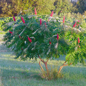 Fluweelboom - Rhus typhina - Willemse