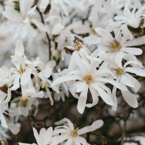 "Stermagnolia ""Royal Star"""