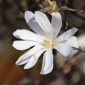 "Stermagnolia ""Royal Star""" - Willemse
