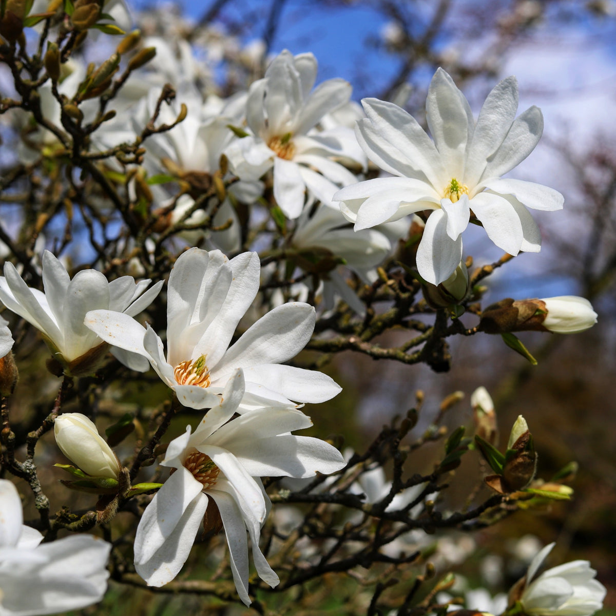 "Stermagnolia ""Royal Star"""