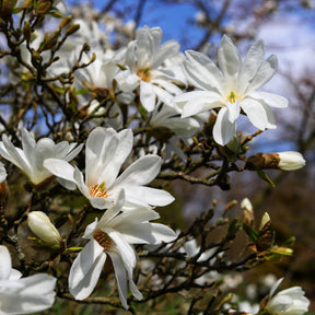 "Stermagnolia ""Royal Star"""