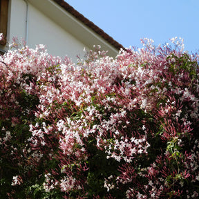 Jasmijn - Jasminum polyanthum - Willemse