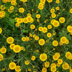 Gele kamille - Anthemis tinctoria kelwayi - Willemse