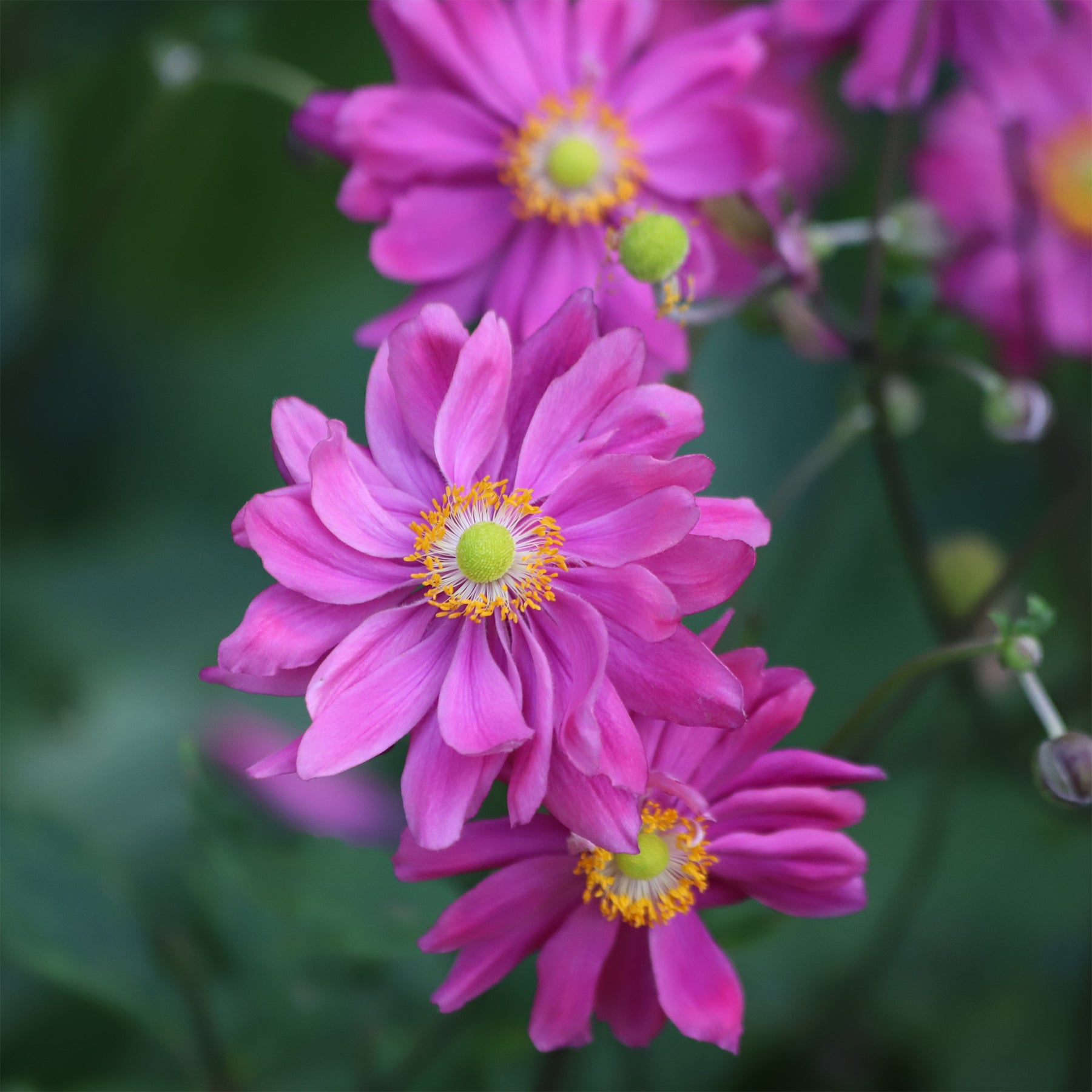 Herfstanemoon - Willemse