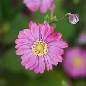 Herfstanemoon - Anemone hybrida 'pamina' - Willemse