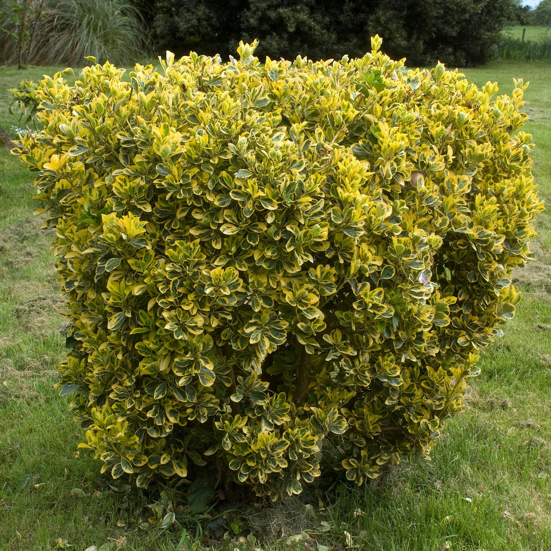 Kardinaalsmuts 'Aureomarginatus' - Willemse