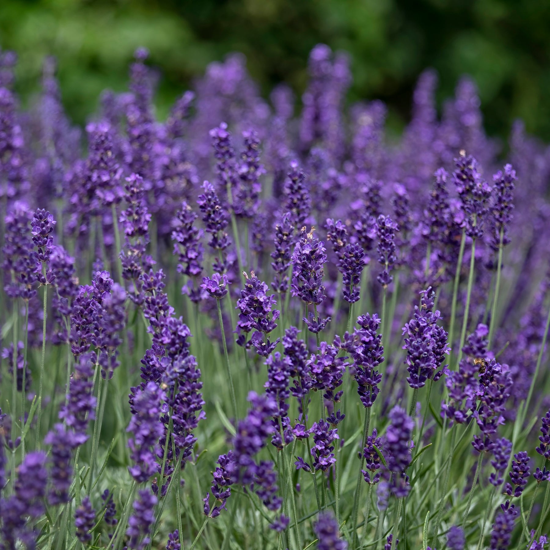 Lavendel - Lavendel 'Hidcote' - Lavandula angustifolia Hidcote