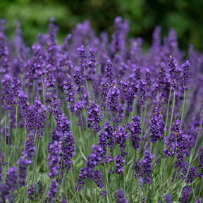 Lavendel - Lavendel 'Hidcote' - Lavandula angustifolia Hidcote