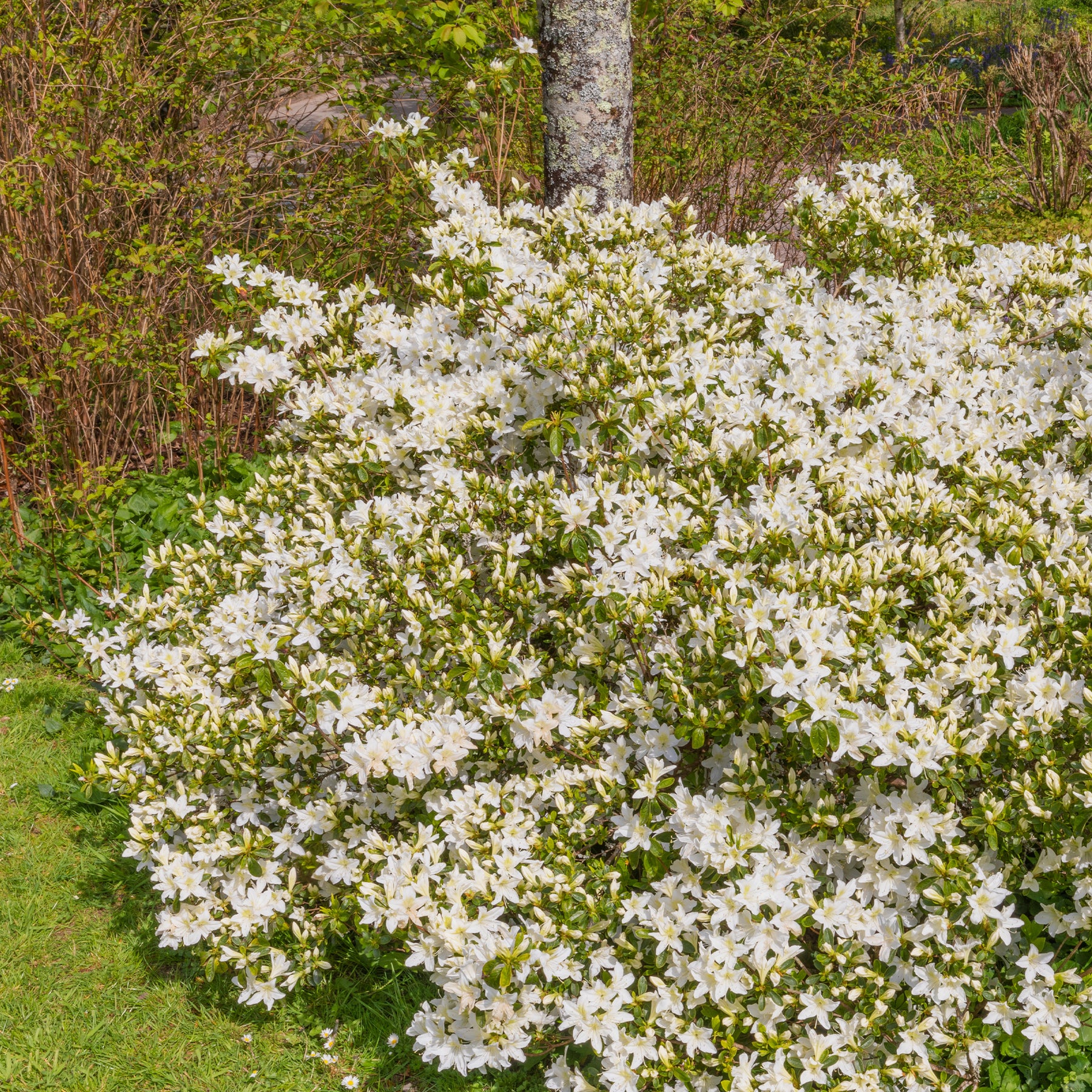 Azalea 'Palestrina' - Willemse