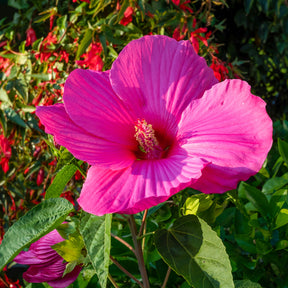 Grootbloemige altheastruik 'Extreme Magenta'® - Willemse