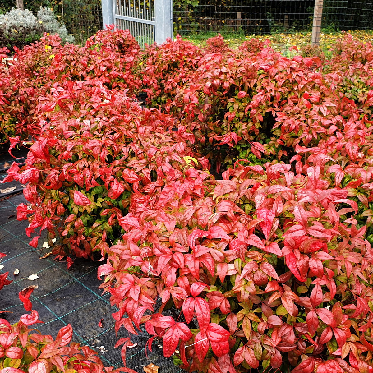 Verkoop Hemelse bamboe 'Blush Pink' - Nandina domestica Aka Blush Pink