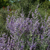Perovskia atriplicifolia 'little spire' - Russische salie 'Little Spire' - Bloeiende vaste planten