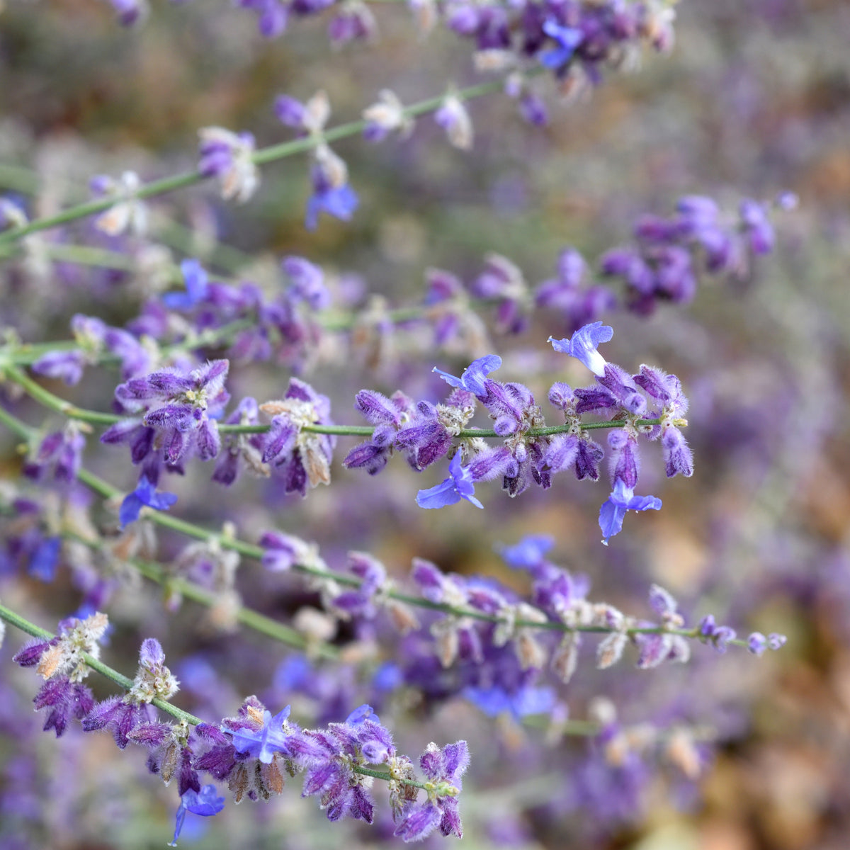 Russische salie 'Little Spire' - Perovskia atriplicifolia 'little spire'
