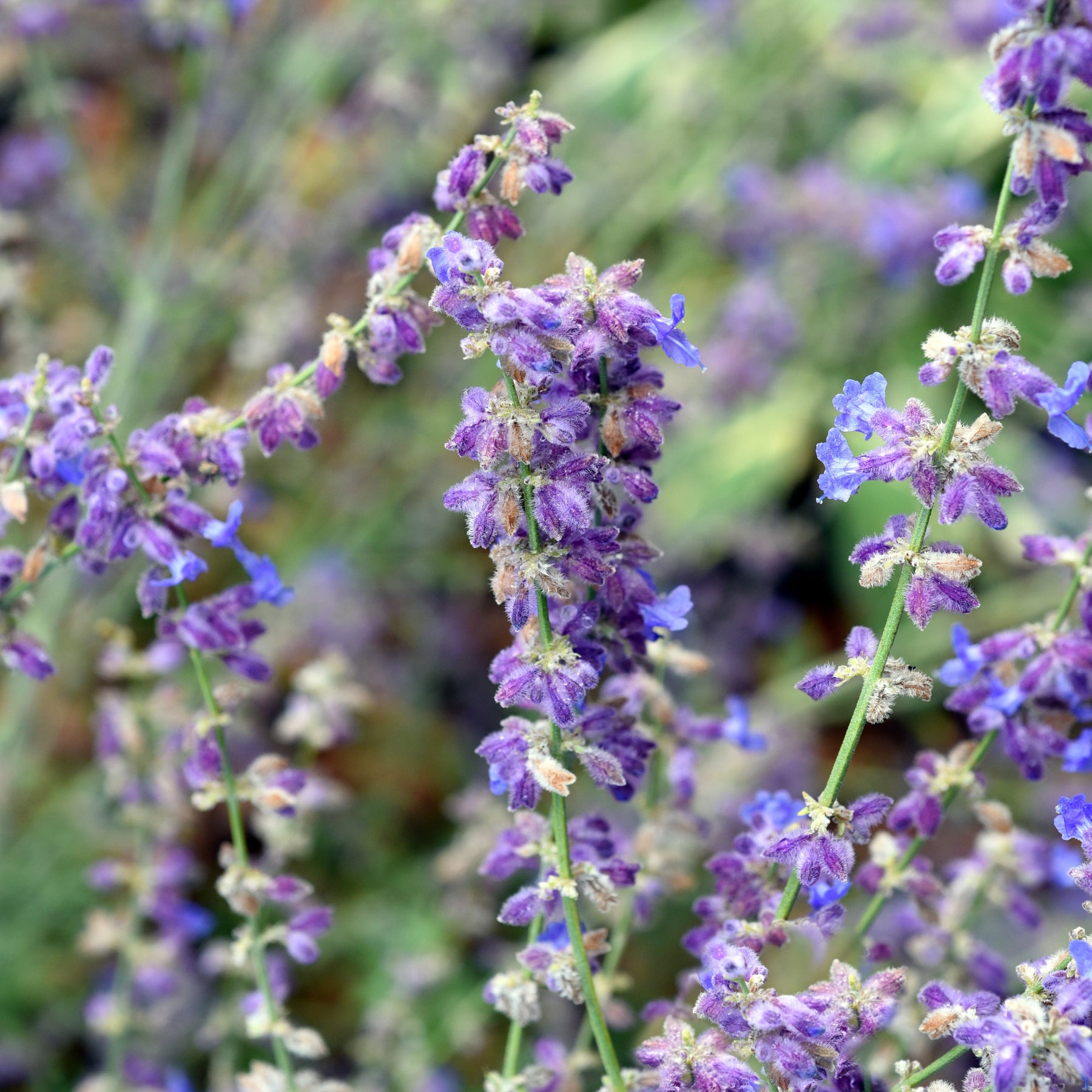 Perovskia atriplicifolia Little Spire - Russische salie 'Little Spire' - Bloeiende vaste planten