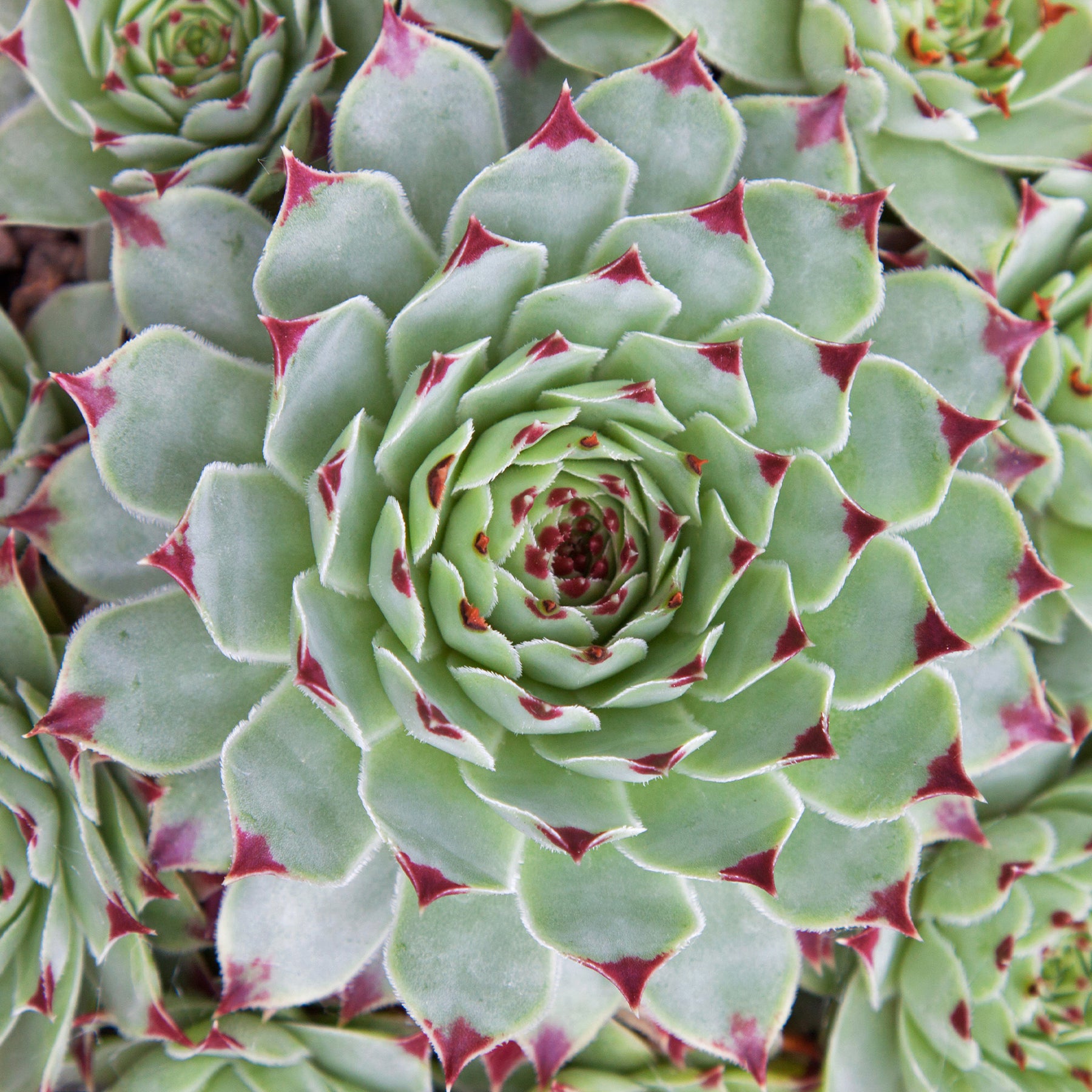 Huislook 'Mrs. Guiseppi' - Sempervivum Chick Charms ® Mint Marvel - Willemse