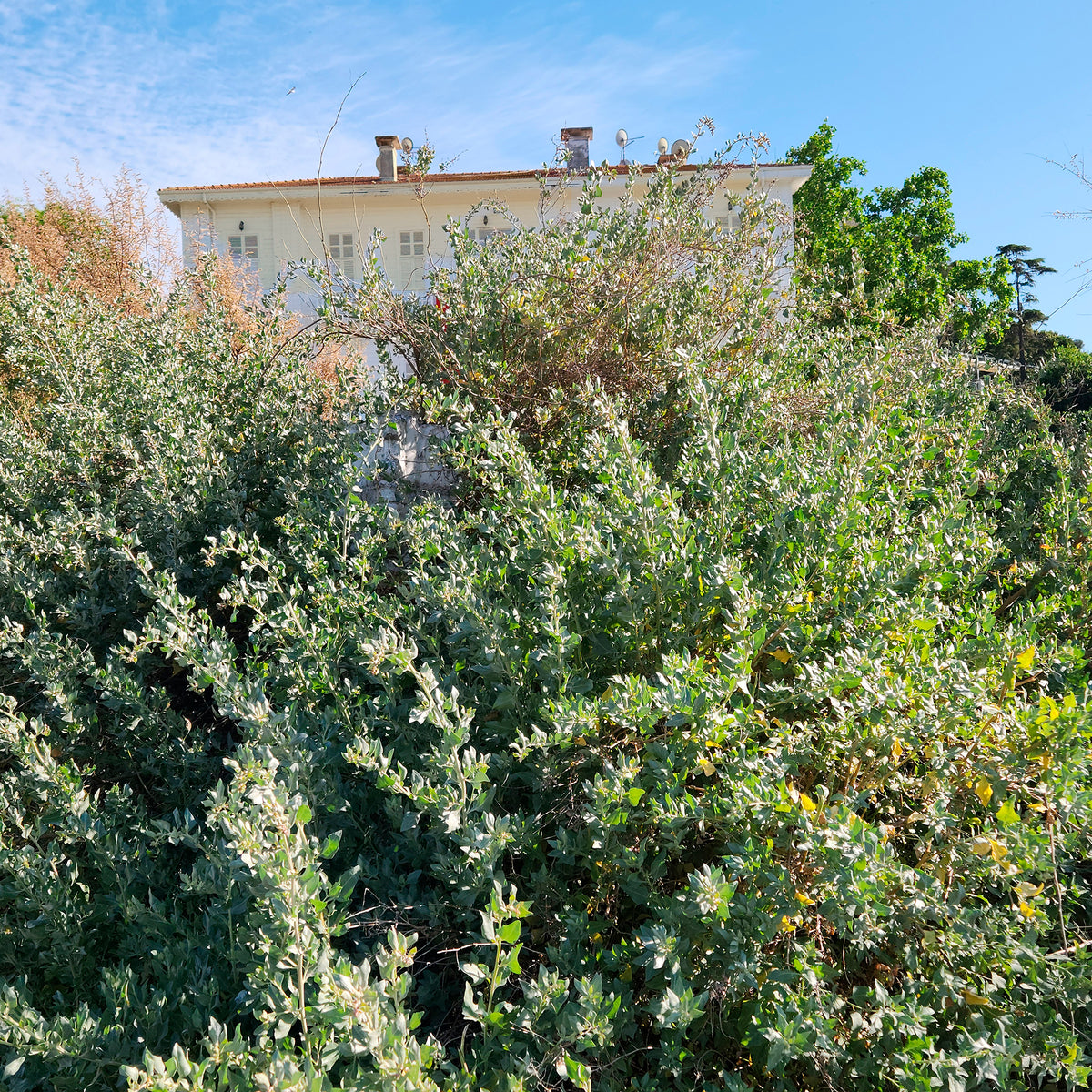 Zoutmelde - Atriplex halimus - Willemse