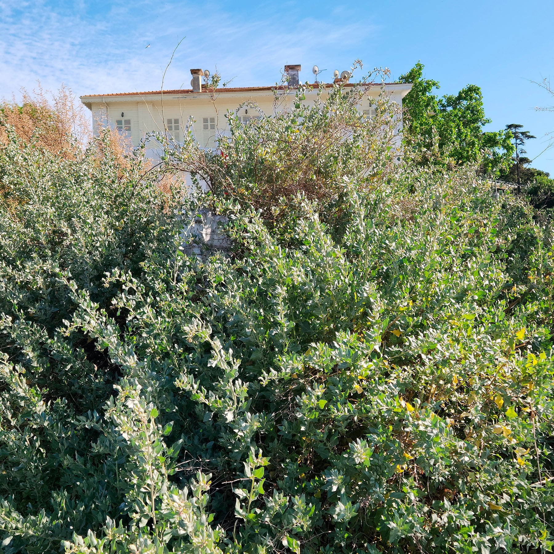 Zoutmelde - Atriplex halimus - Willemse