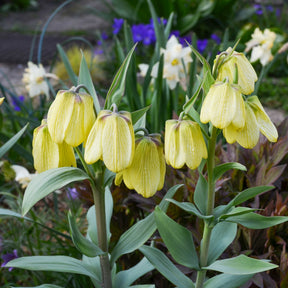 Pallidiflora Fritillaria's - Fritillaria pallidiflora - Willemse