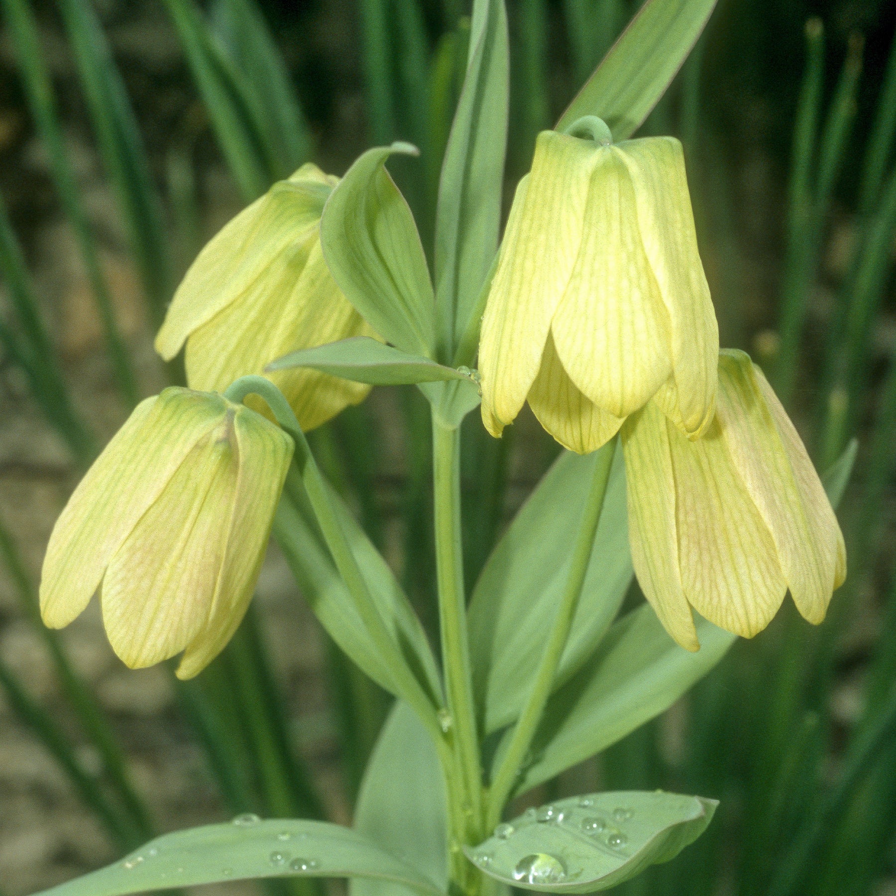 Pallidiflora Fritillaria's