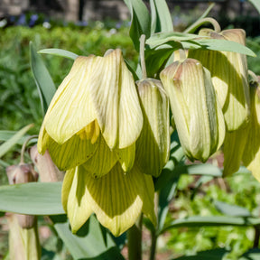 Fritillaria pallidiflora - Pallidiflora Fritillaria's - Fritillaria