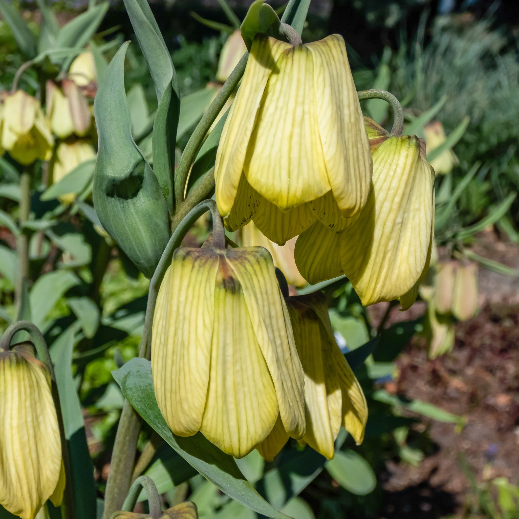 Fritillaria - Pallidiflora Fritillaria's - Fritillaria pallidiflora
