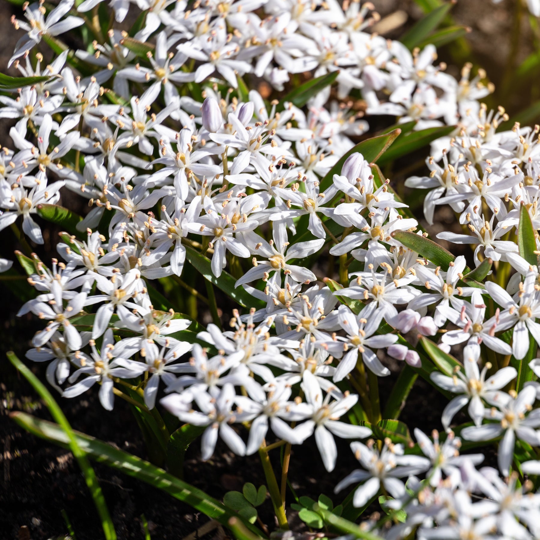 Scilla bifolia rosea - Scilla's met twee bladeren (x10) - Voorjaarsbloeiers