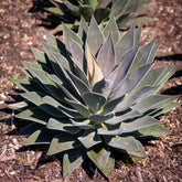 Mangave 'Lavender Lady' - Agave manfredii Lavender Lady ® (mangave) - Willemse