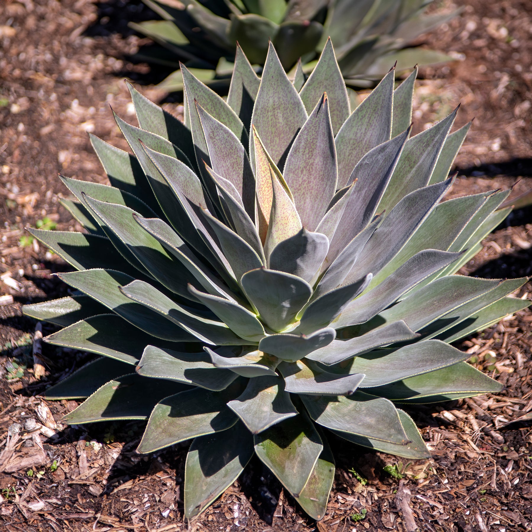 Mangave 'Lavender Lady' - Agave manfredii Lavender Lady ® (mangave) - Willemse