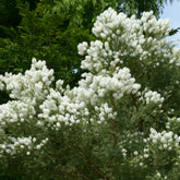 Theeboom - Melaleuca alternifolia - Willemse