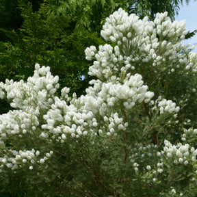 Theeboom - Melaleuca alternifolia - Willemse