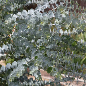 Gomboom 'Baby Blue' - Willemse