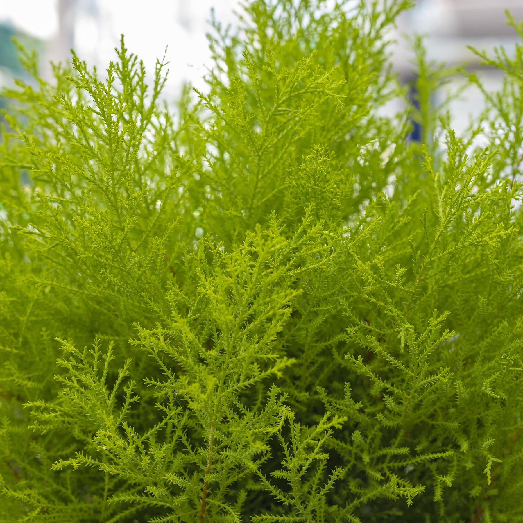 Kamerconifeer 'Goldcrest Wilma' - Cupressus macrocarpa Goldcrest Wilma - Willemse