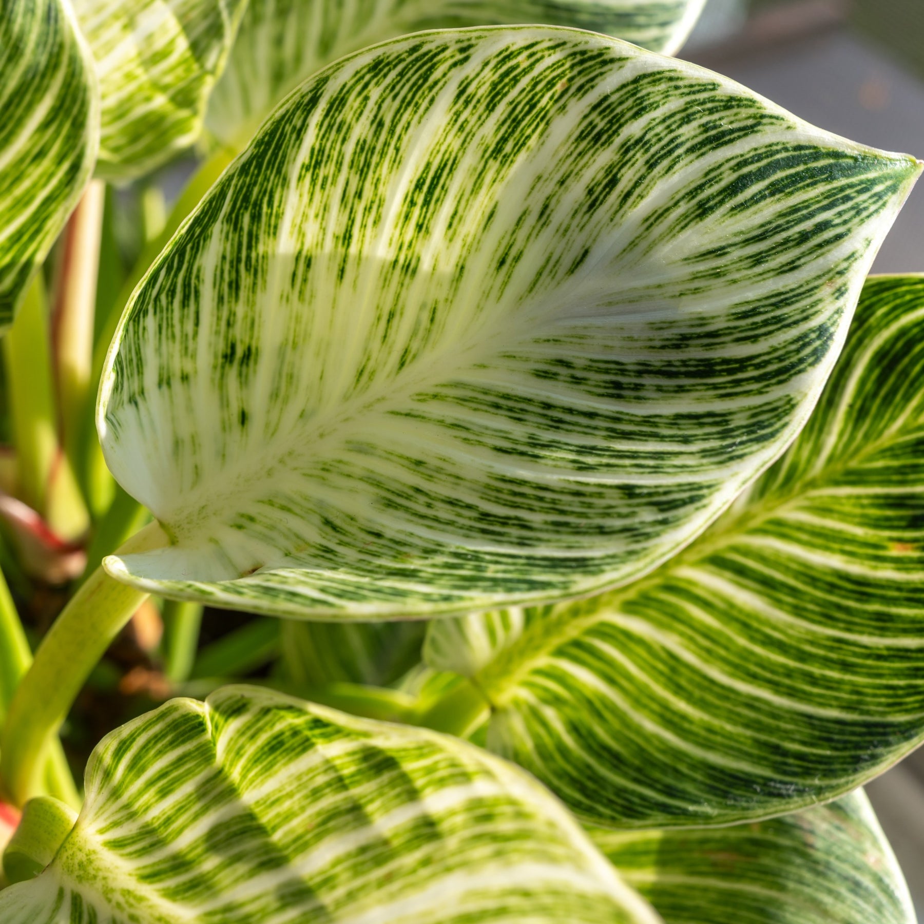 Philodendron - Philodendron Monstera White Wave - Philodendron white wave