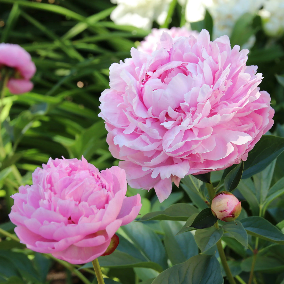  - Trio roze en rode pioenen - Pioenrozen