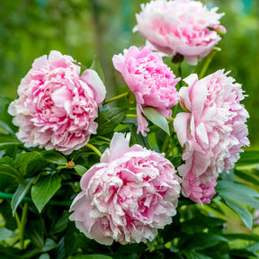 Pioenroos 'Sarah Bernhardt' - Willemse