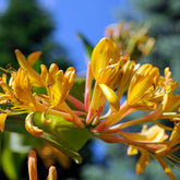 Kamperfoelie 'Copper Beauty' - Lonicera henryi Copper Beauty - Willemse