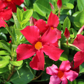 Chileense jasmijn rood - Willemse