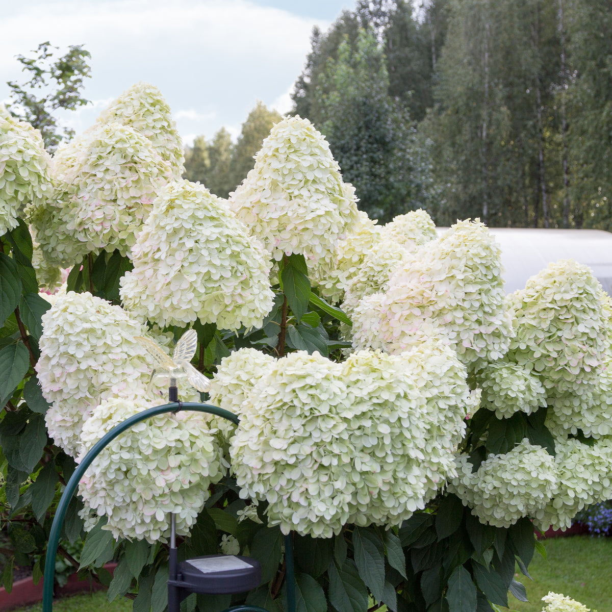 Pluimhortensia 'Hercules' - Hydrangea paniculata 'hercules' - Willemse