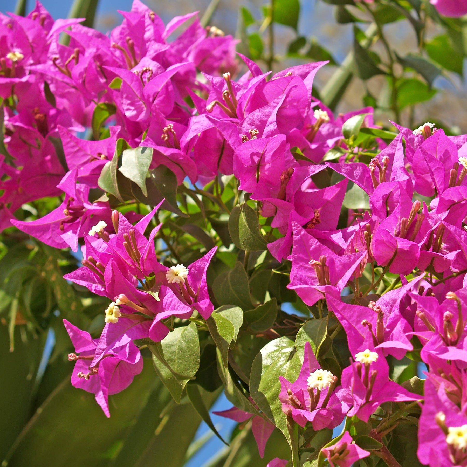 Bougainville 'Vera Deep Purple' - Bougainvillea spectabilis 'vera deep purple' - Willemse