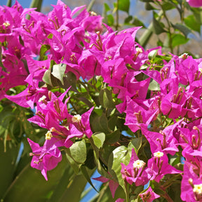 Bougainville 'Vera Deep Purple' - Bougainvillea spectabilis 'vera deep purple' - Willemse