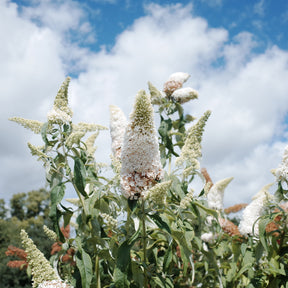 Vlinderstruik 'Royal Red' + 'White Profusion' + 'Empire Blue' - Buddleja davidii Royal Red, White Profusion, Empire Blue - Willemse