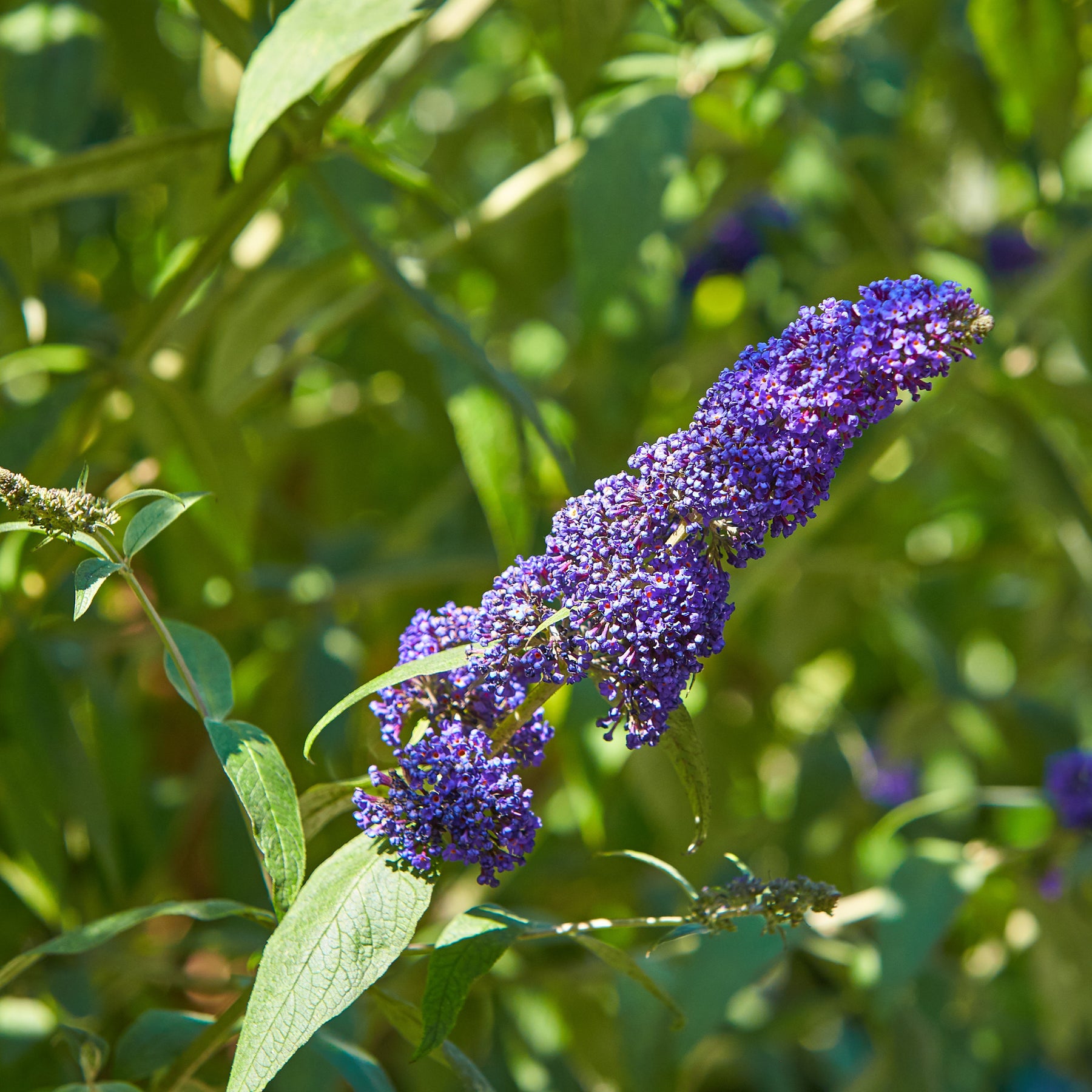 Vlinderstruik - Buddleja - Vlinderstruik 'Royal Red' + 'White Profusion' + 'Empire Blue' - Buddleja davidii Royal Red, White Profusion, Empire Blue