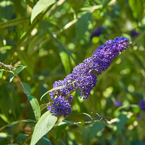 Vlinderstruik - Buddleja - Vlinderstruik 'Royal Red' + 'White Profusion' + 'Empire Blue' - Buddleja davidii Royal Red, White Profusion, Empire Blue
