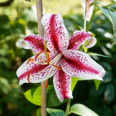 Oosterse Lelie Star Gazer - Lilium Star Gazer - Willemse