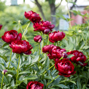 Pioenroos Bella - Paeonia lactiflora 'bella' - Willemse