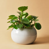 Krokodillentranen Peperomia obtusifolia